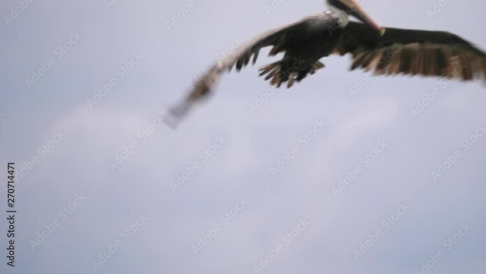 A large pelican bird sits and floats on the water then flies up in the air and swoops and dives down into the water scooping up a mouthful of water and fish and eats its lunch. A large pelican bird sits and floats on the water then flies up in the air and swoops and dives down into the water scooping up a mouthful of water and fish and eats its lunch.