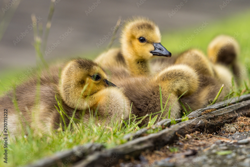 a flock of adorable goslings cuddling together on green grass field in the morning taking a rest a flock of adorable goslings cuddling together on green grass field in the morning taking a rest