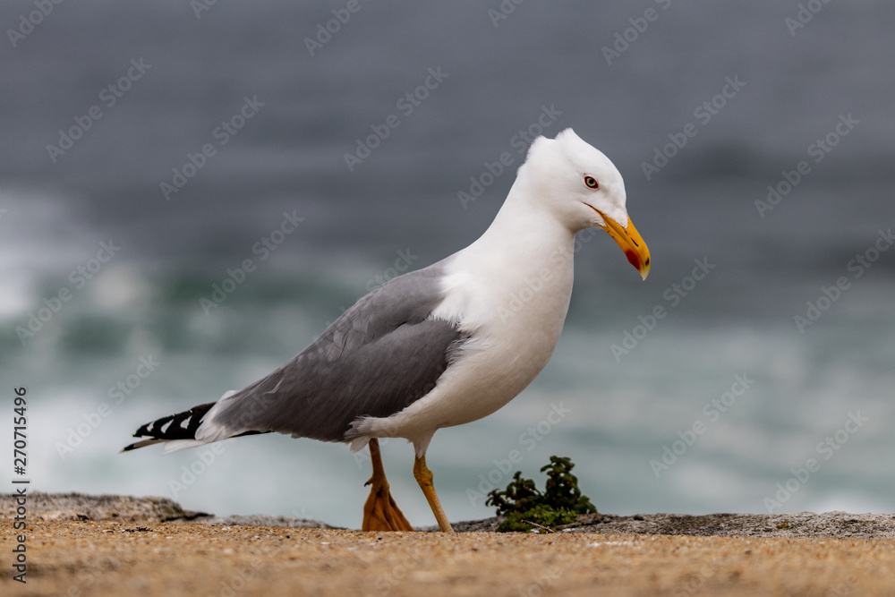 Obraz premium seagull on beach