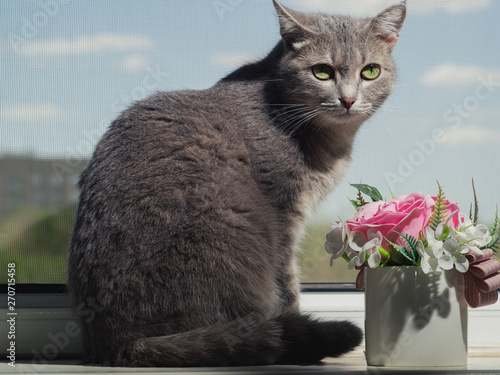 A beautiful gray green-eyed cat with black and white stripes lies on the windowsill and looks a little away from the camera. Against the sky, tree and house.