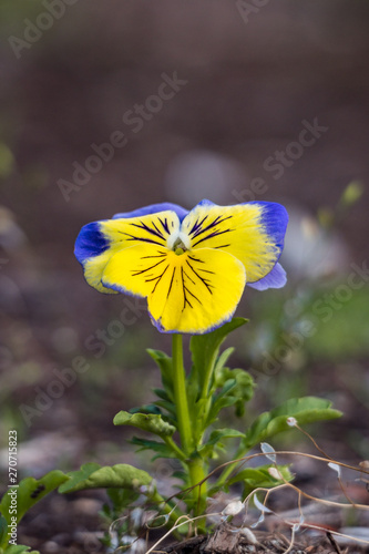 close up of one beautiful pansy flower with blue and yellow petals grown on the ground in the shade