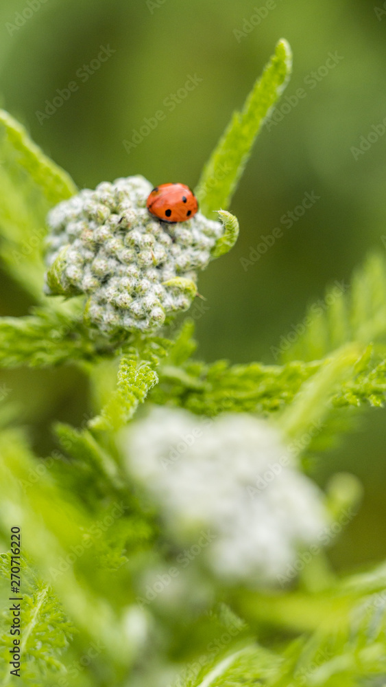 Naklejka premium close up of red ladybug crawling on top of Yarrow plant in the garden with blurry green background