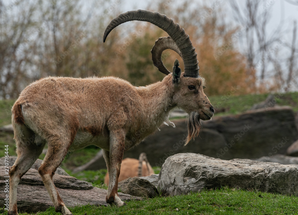 Earth Toned Fur on a Wild Goat (Ibex) with Huge Horns Foraging