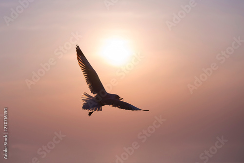The silhouette of a flying seagull. Dramatic Sunset Sky background. © winai