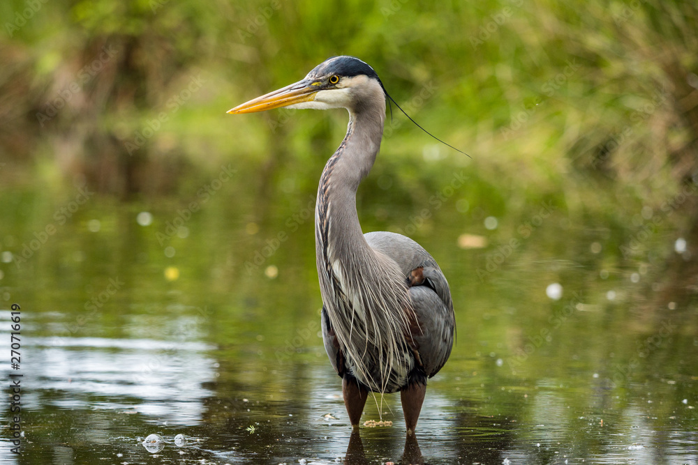 one great blue heron standing on the pond inside park searching for fish to catch one great blue heron standing on the pond inside park searching for fish to catch