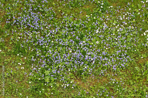  Forget-me-not flowers blooming in the green grass. Blooming little blue meadow flower