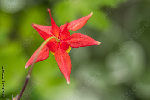 single Red Columbine flower blooming on the branch with blurry background