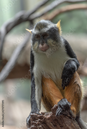 Orange, White, and Grey Fur on a Wolf's Monkey in a Tree