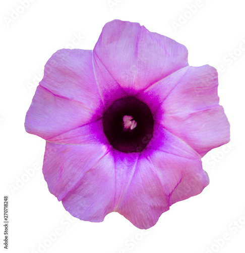 Fototapeta Naklejka Na Ścianę i Meble -  Violet flower white background