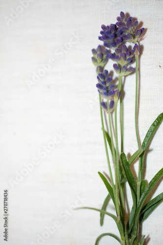 Lavender bunch on linen with copy space