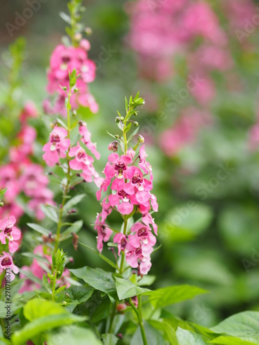 Wallpaper Mural Forget me not red pink flower bouquet beautiful nature Torontodigital.ca