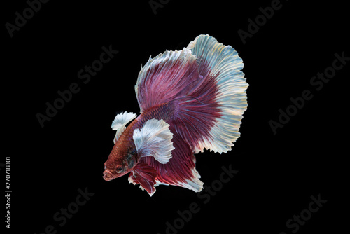 Rhythmic of the  beautiful moving moment of betta Siamese fighting fish isolated on black background