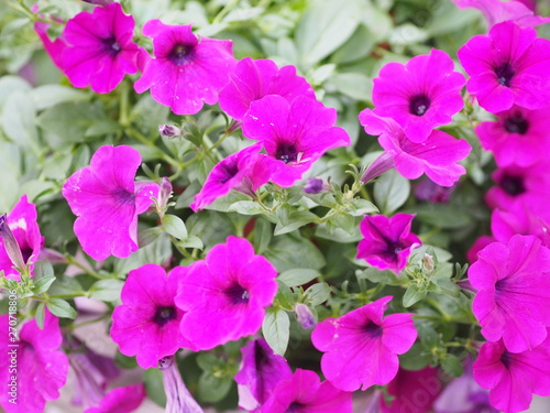 Petunia Easy Wave Bergundy Verlour name Magenta pink flower