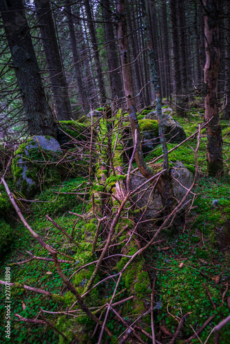 Inside of mystic forest