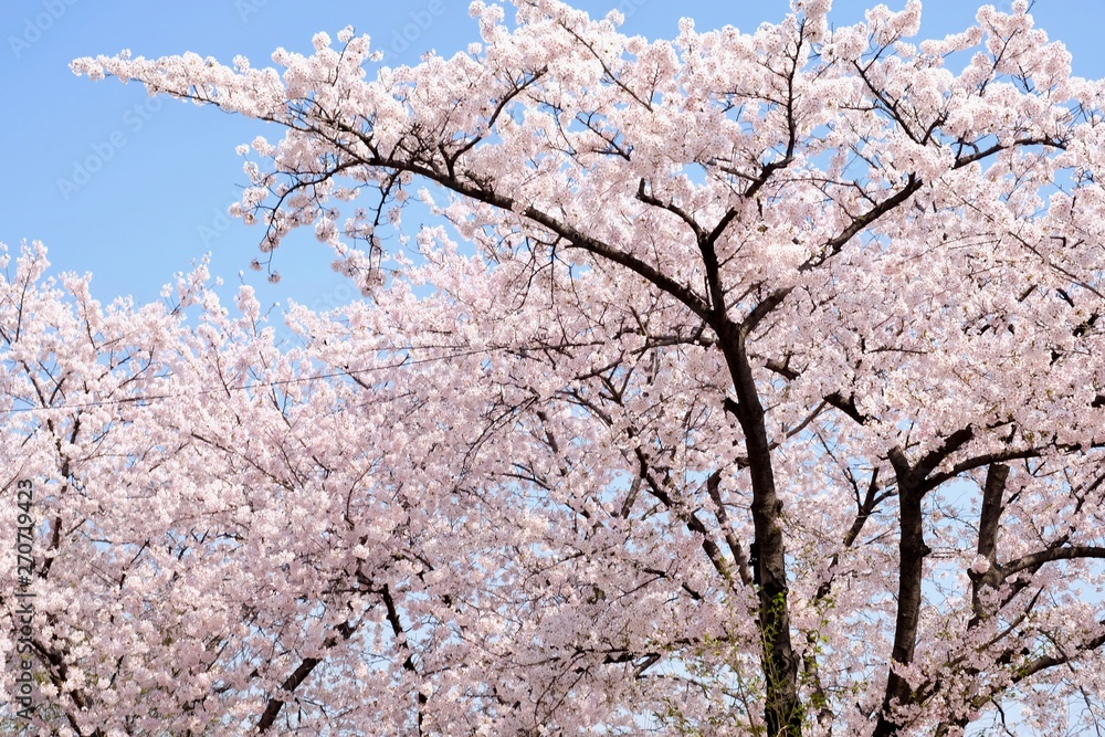 Cherry Blossoms during Spring in Seoul, Korea, Sakura season, selective focus Cherry Blossoms during Spring in Seoul, Korea, Sakura season, selective focus