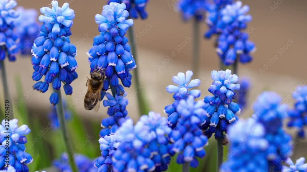 Bee flying near Muscari flower Bee flying near Muscari flower