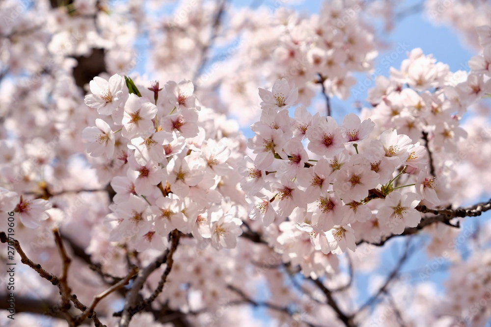 Cherry Blossoms during Spring in Seoul, Korea, Sakura season, selective focus Cherry Blossoms during Spring in Seoul, Korea, Sakura season, selective focus