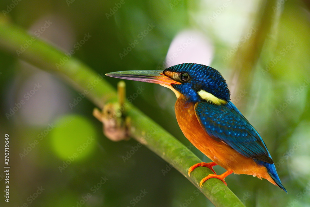 Obraz premium Blue-Eared Kingfisher