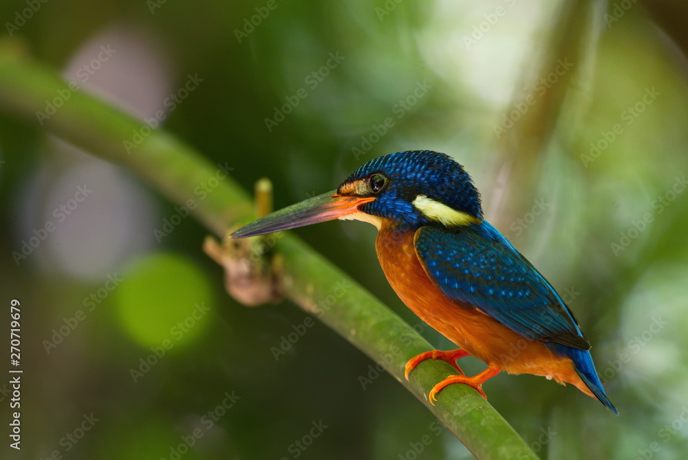 Fototapeta premium Blue-Eared Kingfisher