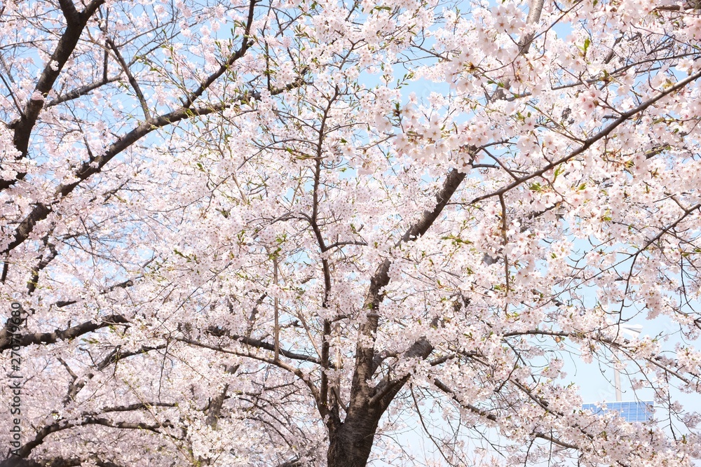 Cherry Blossoms during Spring in Seoul, Korea, Sakura season, selective focus Cherry Blossoms during Spring in Seoul, Korea, Sakura season, selective focus