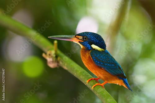 Blue-Eared Kingfisher © Brian