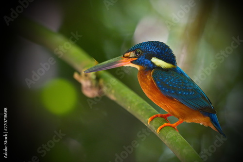 Blue-Eared Kingfisher © Brian