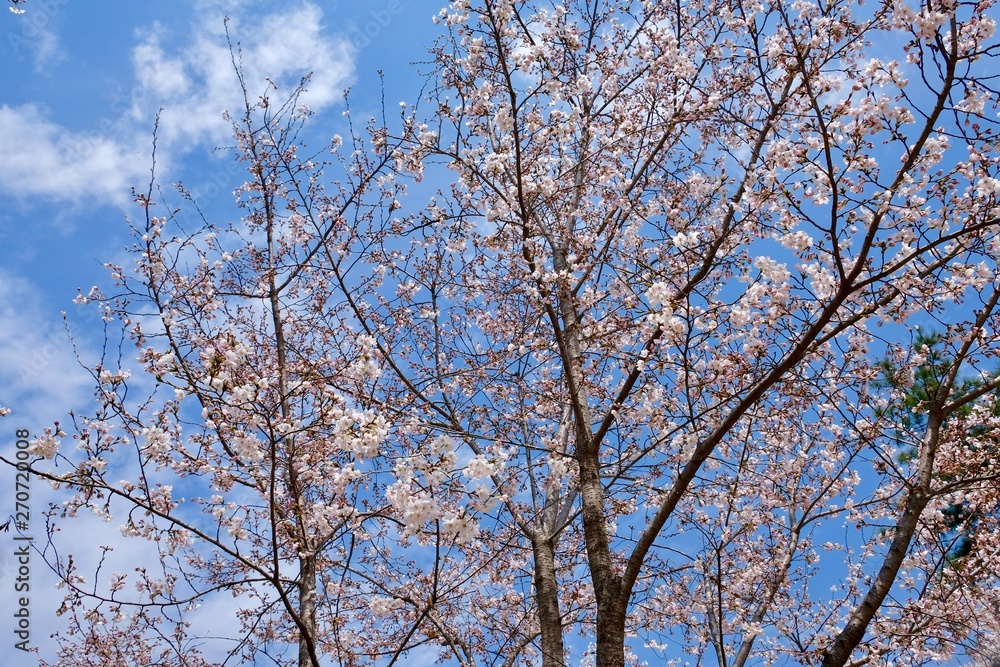 Cherry Blossoms during Spring in Seoul, Korea, Sakura season, selective focus