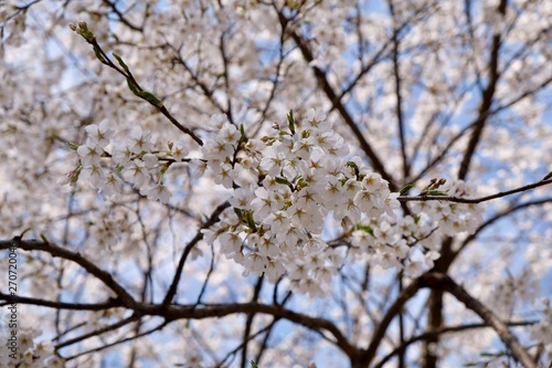 Cherry Blossoms during Spring in Seoul  Korea  Sakura season  selective focus