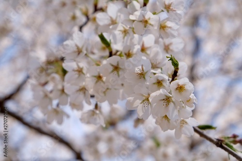 Cherry Blossoms during Spring in Seoul  Korea  Sakura season  selective focus