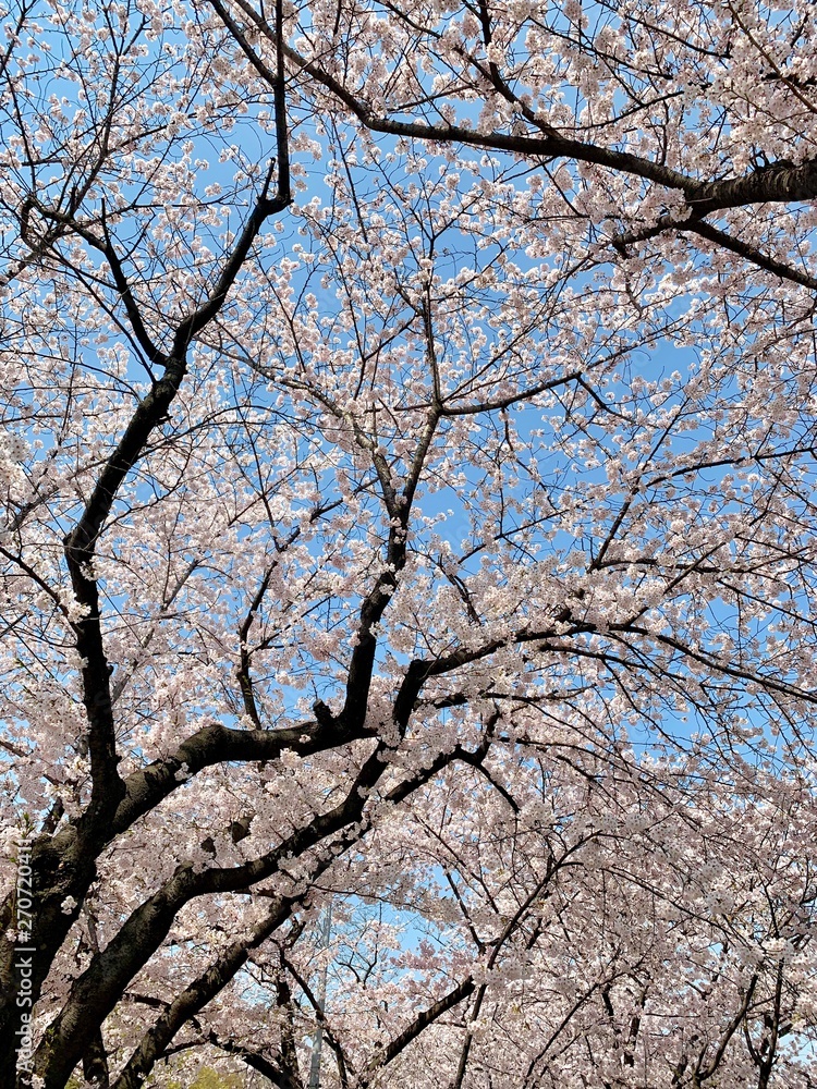 Cherry Blossoms during Spring in Seoul, Korea, Sakura season, selective focus Cherry Blossoms during Spring in Seoul, Korea, Sakura season, selective focus