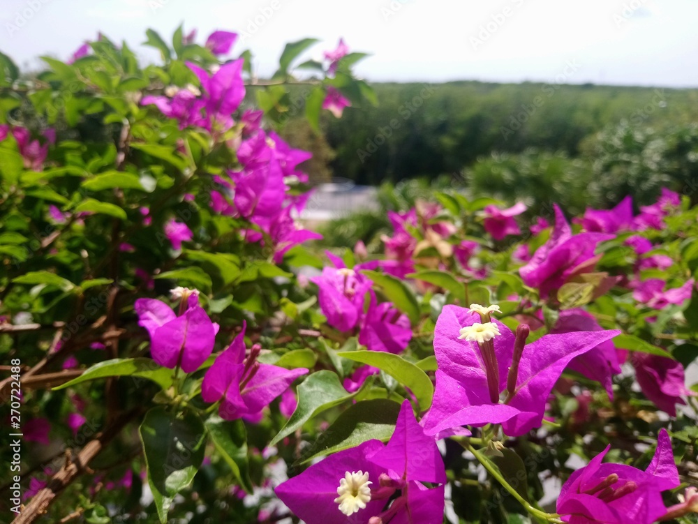 Obraz premium flores