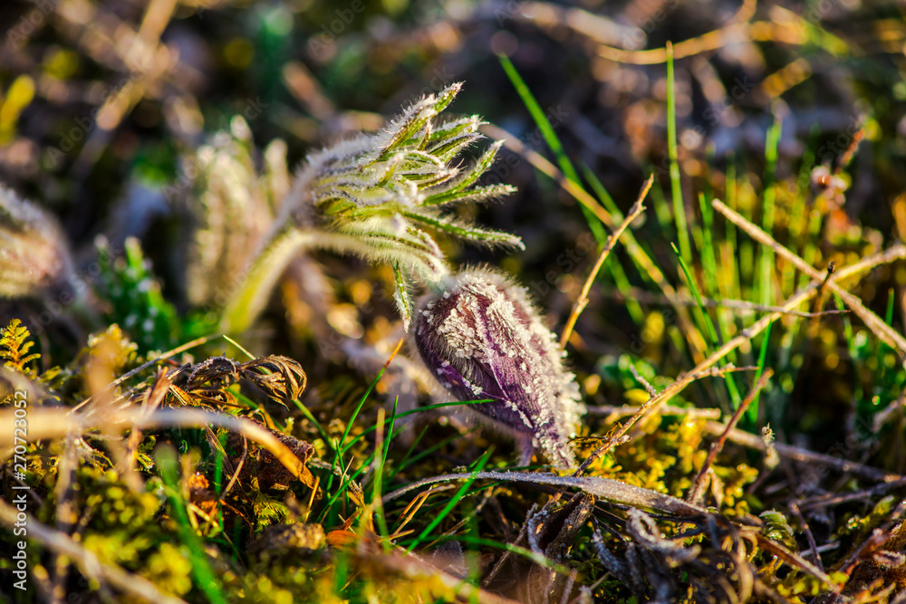 Obraz premium Flowers in the morning