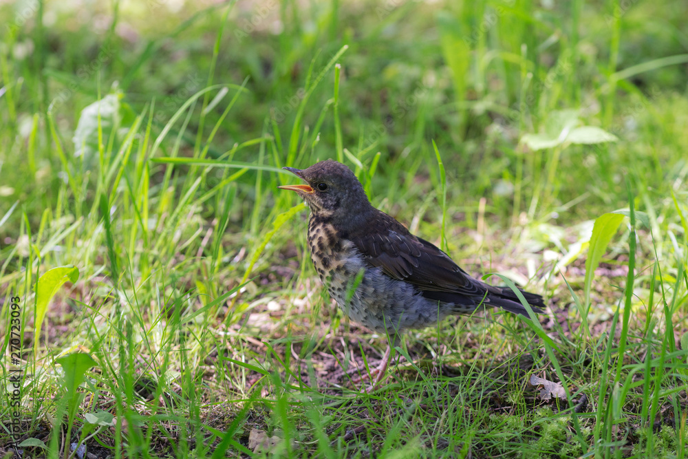 chick snowbird on the grass chick snowbird on the grass