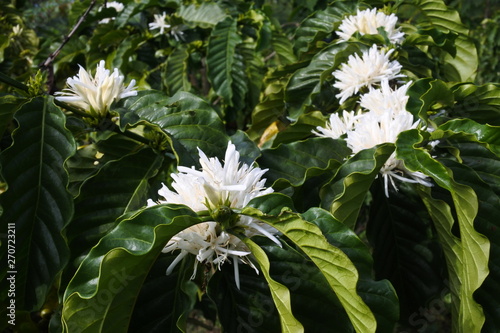 flower of Robusta coffee plants in the garden