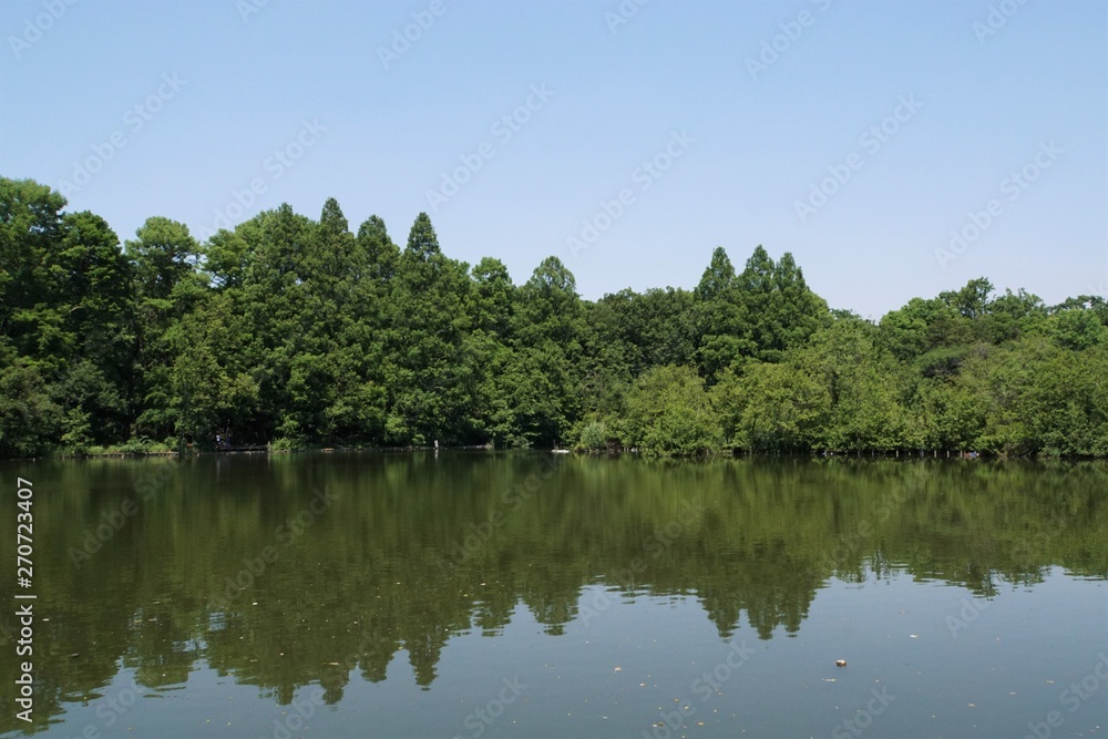 新緑と池 新緑と池