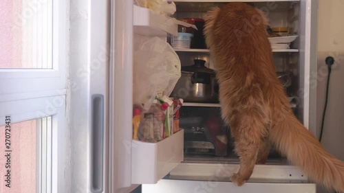 Cute red Maine Coon cat looking for food inside domestic fridge