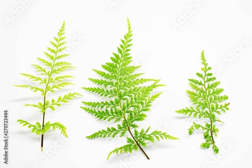 Similar leaves on a white background