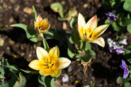 Spring flowers in the city Park, on a Sunny day