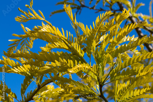yellow leaves against a blue sky. Concept: autumn, withering.