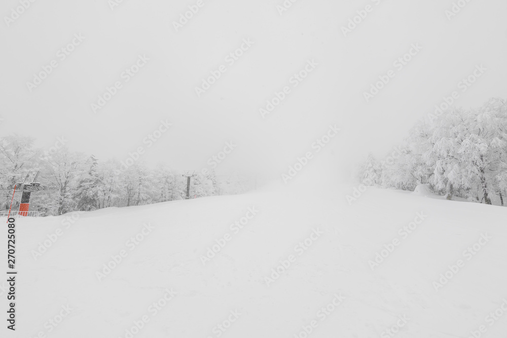 Tree covered with snow on winter storm day in forest mountains . Tree covered with snow on winter storm day in forest mountains .