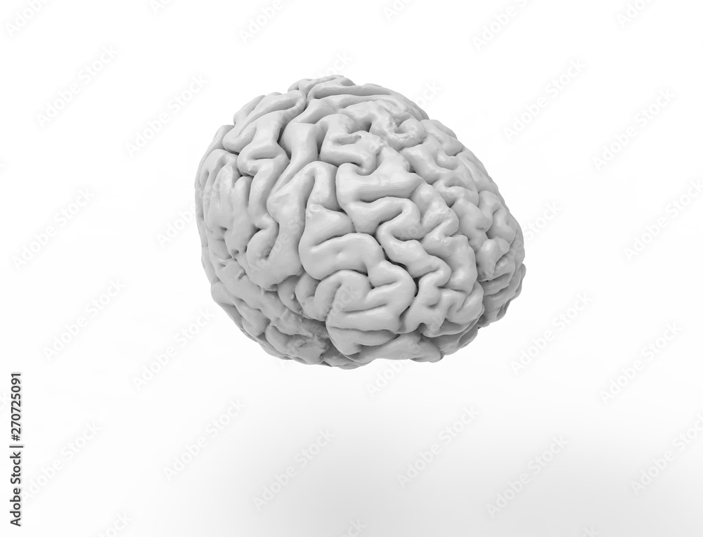 3D rendering of a human brain isolated in studio background 3D rendering of a human brain isolated in studio background