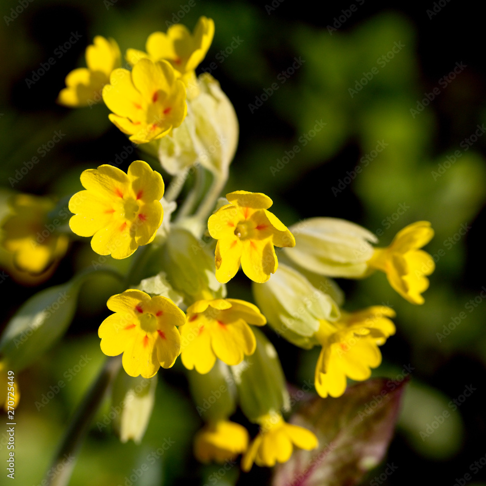 Cowslip (Primula veris) flower head, Cornwall, UK. Cowslip (Primula veris) flower head, Cornwall, UK.