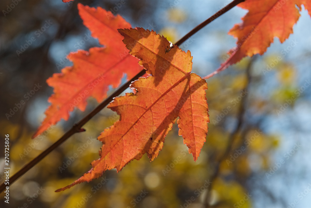 Obraz premium red autumn maple leaves on tree