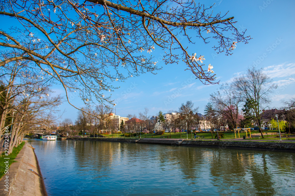 Fototapeta premium Amazing springtime