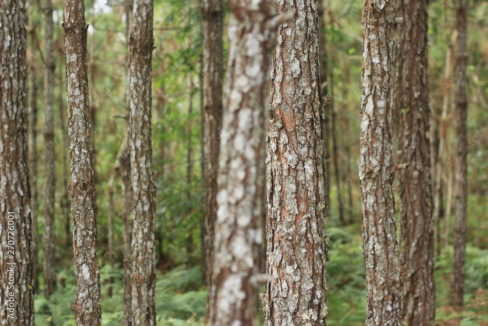 tree forest tree forest