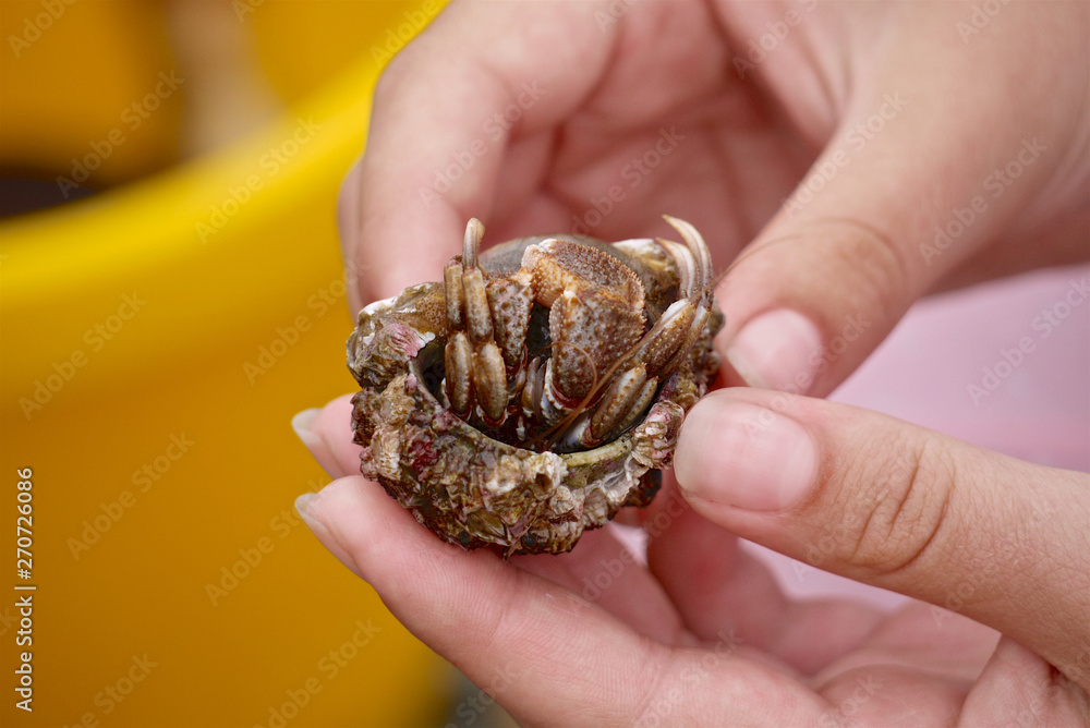 hermit crab with shell in the girls hands on a blurred yellow-pink background