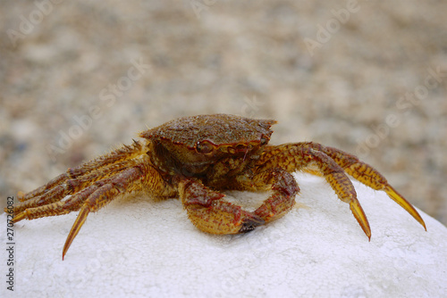 close-up of live crab sits on white stone
