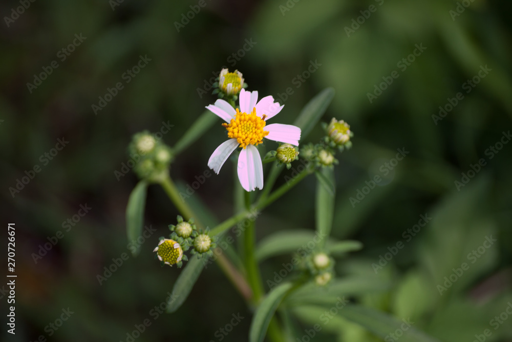 Plains Blackfoot  flower images