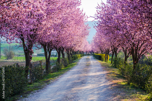 Amazing wild cherry flowers