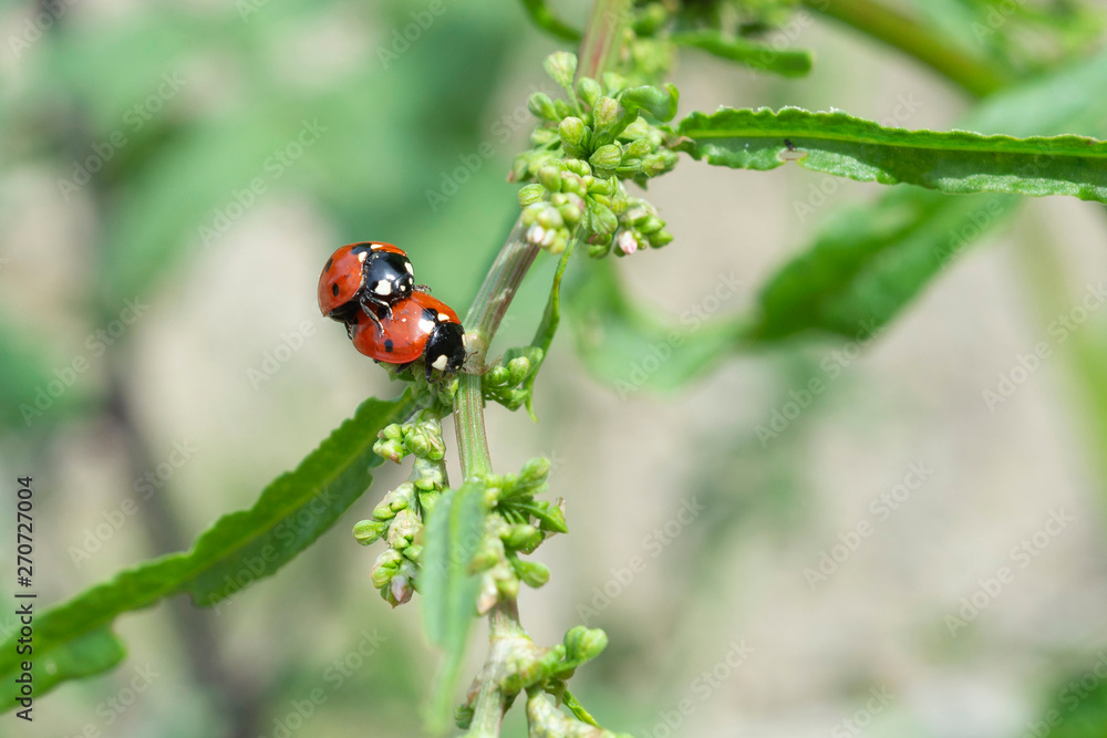 Zwei Marienkäfer, two ladybugs Zwei Marienkäfer, two ladybugs
